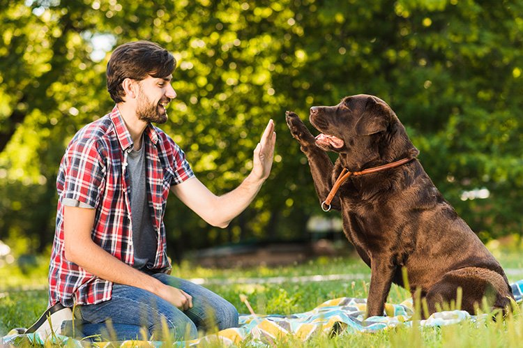 6 razones para tener un seguro para mascotas