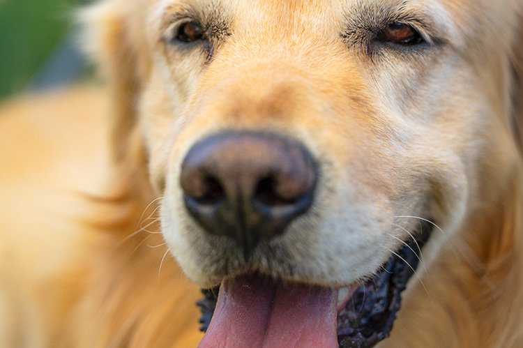 El olfato de los perros. ¿Para qué sirve y cuál es su poder?