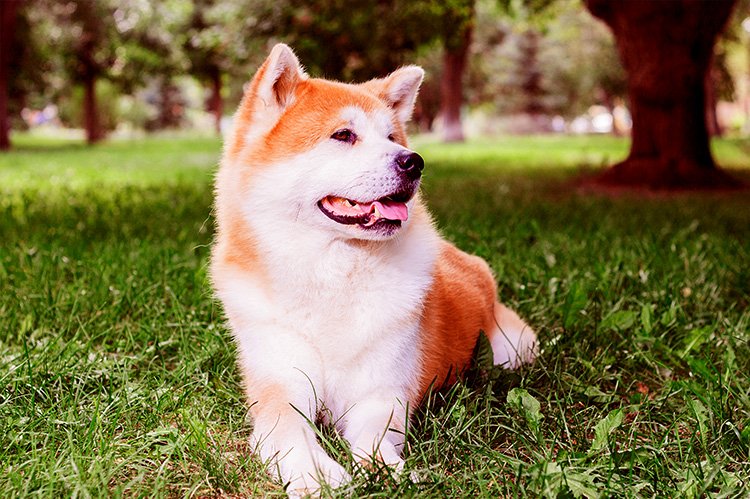 Hachikô, el perro que esperó a su dueño durante años