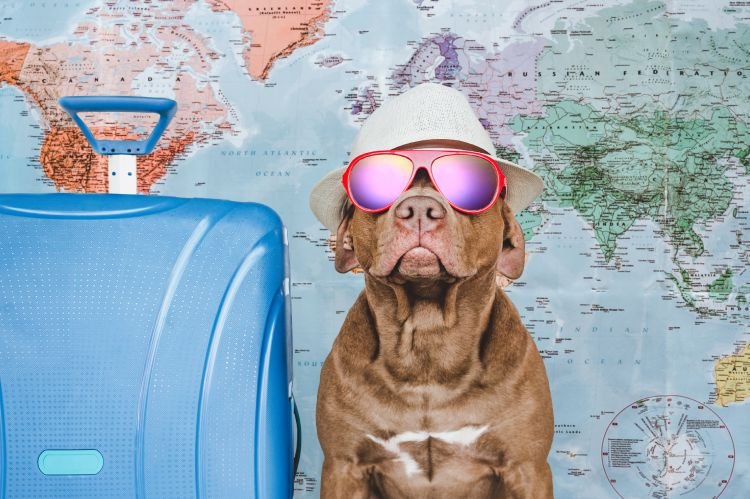 Tips para viajar con tu mascota